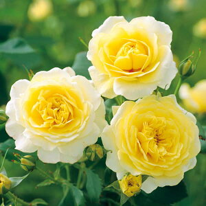 o̕c/[26N1{\]n[NlX[YFTAhn[gc3.5O|bg