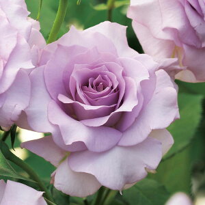 o̕c/[26N1{\]lG璆փoFTc3.5O|bg