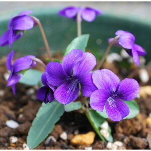 �R�쑐�̕c/[26�N1�������{�\��]�X�~���F�k�}�d�i���Áj2.5���|�b�g