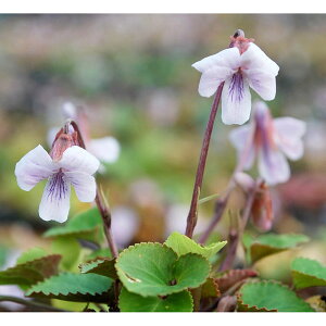 R쑐̕c/[26N1{\]X~FCX~iɗ\QWX~j2.5|bg