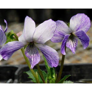 R쑐̕c/[26N1{\]X~FAcoXYL2.5|bg