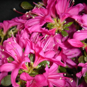 Ԗ ؂̕c/[25N10{\]ccWFTLLV}ccWij30`40cm