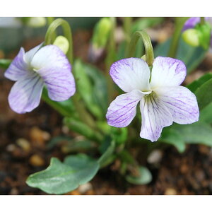 R쑐̕c/[26N1{\]X~FAAPX~g2.5|bg