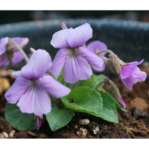 R쑐̕c/[26N1{\]X~FEXAJlX~2.5|bg