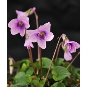 R쑐̕c/[26N1{\]X~FTN^`c{2.5|bg