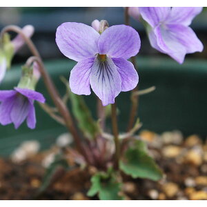 R쑐̕c/[26N1{\]X~FLNoqX~2.5|bg