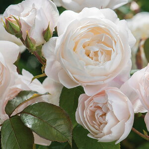 �o���̕c/[26�N1�������{�\��]�C���O���b�V�����[�Y �f�r�b�h�E�I�[�X�`���E���[�W�Y�F�f�X�f���[�i��c6L�p���A��