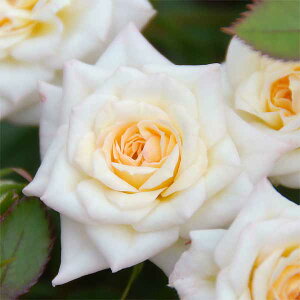 o̕c/[25N12㒆{\]~joF~L[EFCc6A