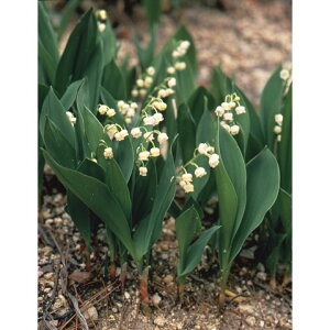 /[25N12㒆{\]XYFԎ@c3܋l