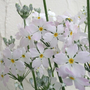 [26N1{\]TN\EFECeB[TN5A