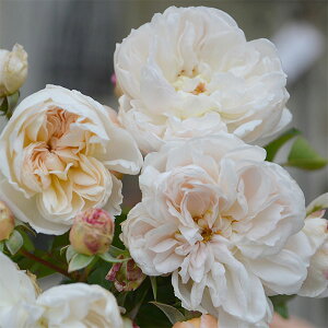 o̕c/[26N1{\]TEIGeBXFAAhlc6pA