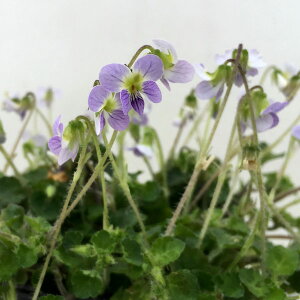 R쑐̕c/[26N1{\]X~FA|GVX2.5|bg