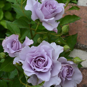 o̕c/[25N12㒆{\]nCubheB[Fui\Ejc6A(o)