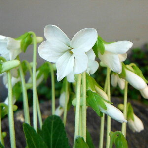 R쑐̕c/[26N1{\]X~FmWX~2.5|bg