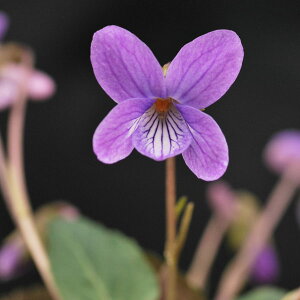 R쑐̕c/[26N1{\]X~FE[X~2.5|bg