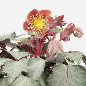 [25N11{\]i[Z[̃NX}X[YinjFXej[@VIVA(roj3.5O|bg