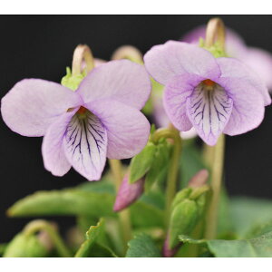 R쑐̕c/[26N1{\]X~FTLKPiEXWTLKPj2.5|bg