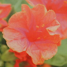 草花の苗/[24年6月中下旬予約]2段咲きオシロイバナ：微笑みがえしオレンジ3.5号ポット