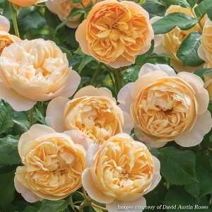 �o���̕c/[26�N1�������{�\��]�C���O���b�V�����[�Y �f�r�b�h�E�I�[�X�`���E���[�W�Y�F���A���h�E�_�[����c6L�p���A��