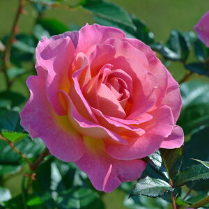 o̕c/[26N1{\]fo[[YFsNEp_CXc6pA