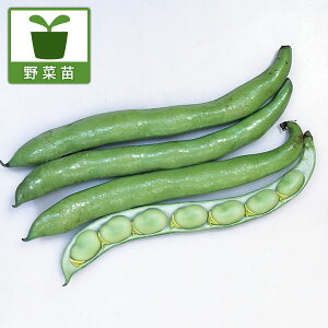 ؂̕c/[25N11{\]܂߁ET_\}̕c10AJbgpbNci10j