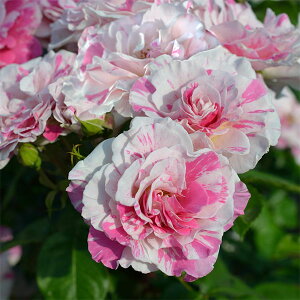 o̕c/[26N1{\]hFoSc6pA