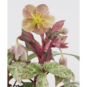 [25N11{\]i[Z[̃NX}X[YinjFXej[@_CAh_Xg3.5O|bg