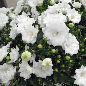 Ԃ̕c/[25N12㒆{\]JpjFzCgCN~[3|bg