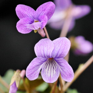 R쑐̕c/[26N1{\]X~FRX~iەفj2.5|bg