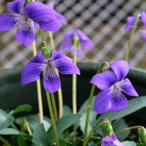 R쑐̕c/[26N1{\]X~Fp}[^iNK^X~j2.5|bg