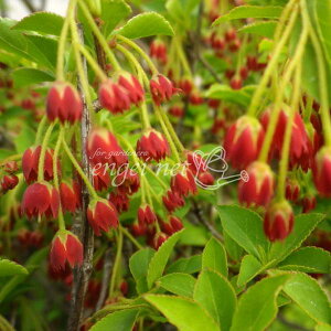 Ԗ ؂̕c/[25N12㒆{\]hE_ccWFxjhE_ighE_j50`60cm