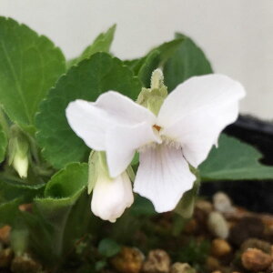 R쑐̕c/[26N1{\]X~FR{gPX~2.5|bg