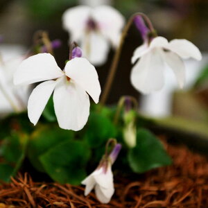 R쑐̕c/[26N1{\]X~FIgX~2.5|bg