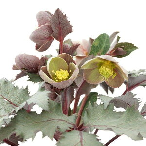 [25N11{\]i[Z[̃NX}X[YinjFXej[@bL[Y3.5O|bg