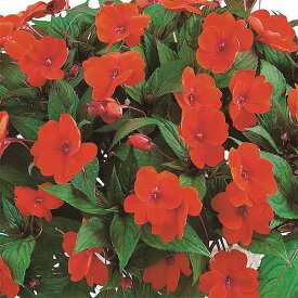 草花の苗/[26年3月中下旬予約]ニューギニアインパチェンス：太陽のサンバ・ディープオレンジ3号ポット