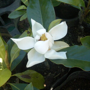 Ԗ ؂̕c/[25N11{\]^CT{NFgWF 3.5|bg