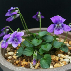 R쑐̕c/[26N1{\]X~FC`FobLAi2.5|bg