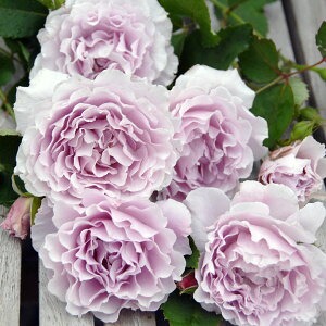 o̕c/[25N12㒆{\]oiFG[YjFxc6A