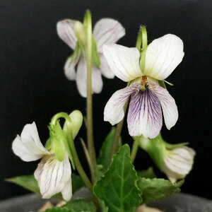 R쑐̕c/[26N1{\]X~FqJQX~2.5|bg