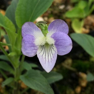 R쑐̕c/[26N1{\]X~FG`I[2.5|bg