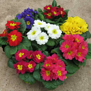 Ԃ̕c/[25N11{\]v@WAFA[~bNX3|bg 2Zbg