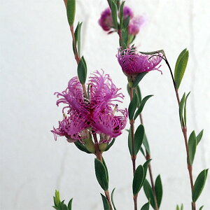 Ԗ ؂̕c/[25N11{\]EJF^Cnj[}[^2.5|bg