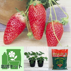 野菜の苗/[26年10月中下旬予約]いちごのかんたん栽培セット（鉢無しでできる）： イチゴ（一季なり）あきひめ（章姫）