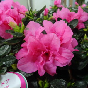 Ԗ ؂̕c/[25N11{\]AEghAAUAFvZXp[5|bg