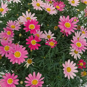 Ԃ̕c/[26N1{\]}[KbgFXgx[zCbv4|bg