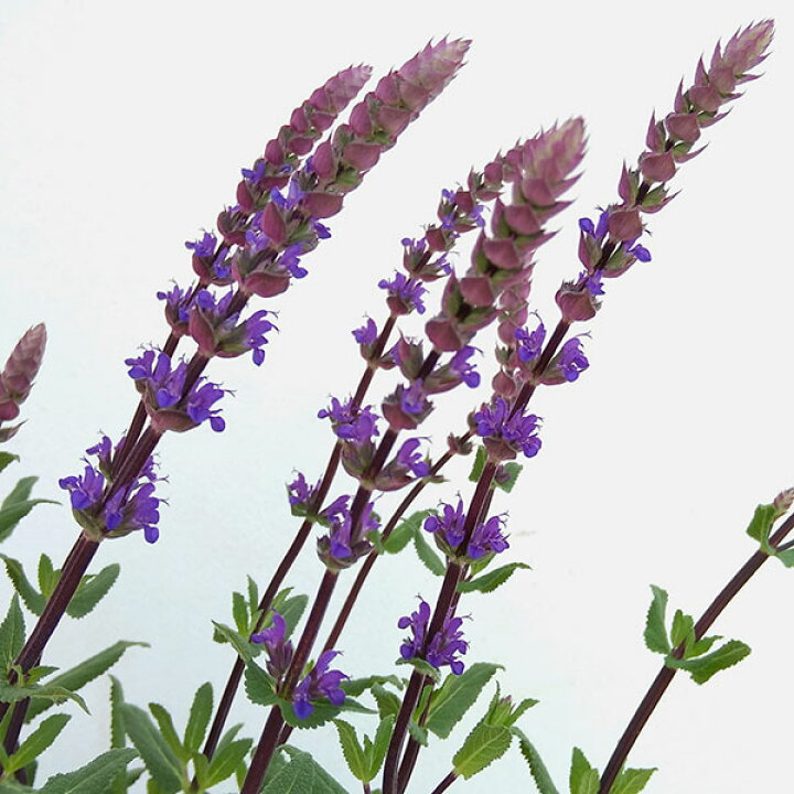 楽天市場】草花の苗/[25年4月下旬予約]サルビア：ネモローサ 