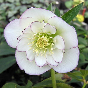 [25N11{\]NX}X[YF*zCgI[PXg4.5|bg*