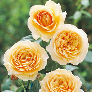 o̕c/[26N1{\]n[NlX[YFZgE`[hEIuE`FX^[c3.5O|bg