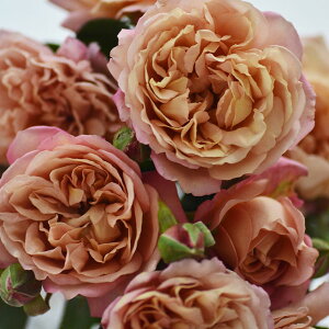 o̕c/[25N12㒆{\]TEIGeBXF}c6A