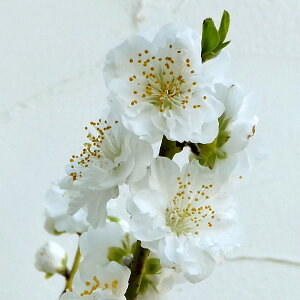 Ԗ ؂̕c/[25N12㒆{\]ԓFiJpNj4`5|bg